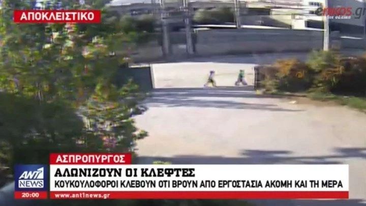 Άγρια Δύση ο Ασπρόπυργος – Αλωνίζουν οι κλέφτες μέρα μεσημέρι – Βίντεο